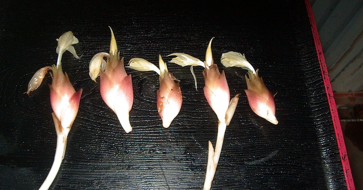 花 ミョウガ レシピ 作り方 By クック8uosjd クックパッド 簡単おいしいみんなのレシピが367万品