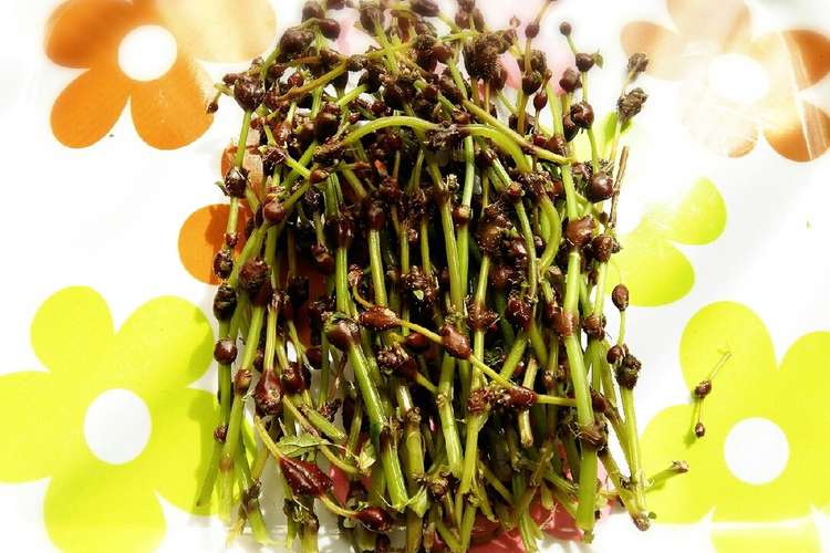 ミズ 山菜 の実 コブ の下ごしらえ レシピ 作り方 By あいりんママ クックパッド 簡単おいしいみんなのレシピが361万品