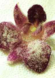 みんなが作ってる 砂糖漬け 花のレシピ クックパッド 簡単おいしいみんなのレシピが358万品