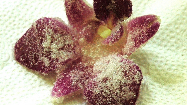 花の砂糖漬け レシピ 作り方 By ふみふみさん クックパッド 簡単おいしいみんなのレシピが358万品