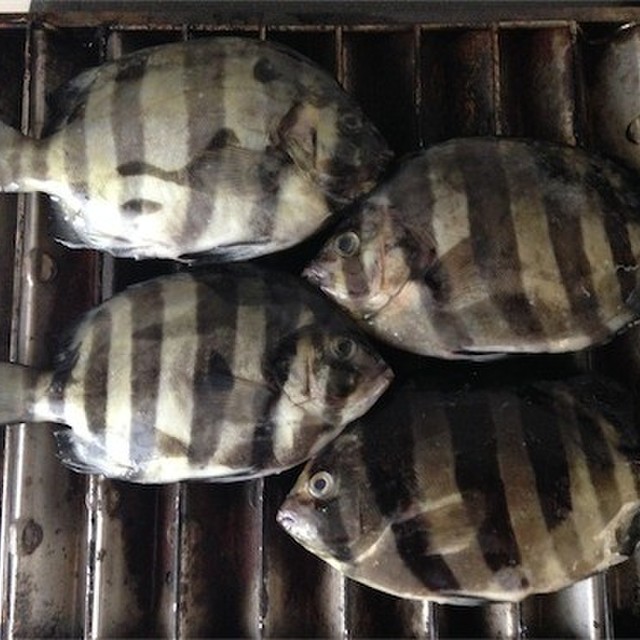 最も欲しかった シマダイ 食べ方 かわいい魚ギャラリー