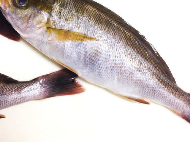 飛び散らない 魚の鱗取り レシピ 作り方 By T25 クックパッド 簡単おいしいみんなのレシピが356万品
