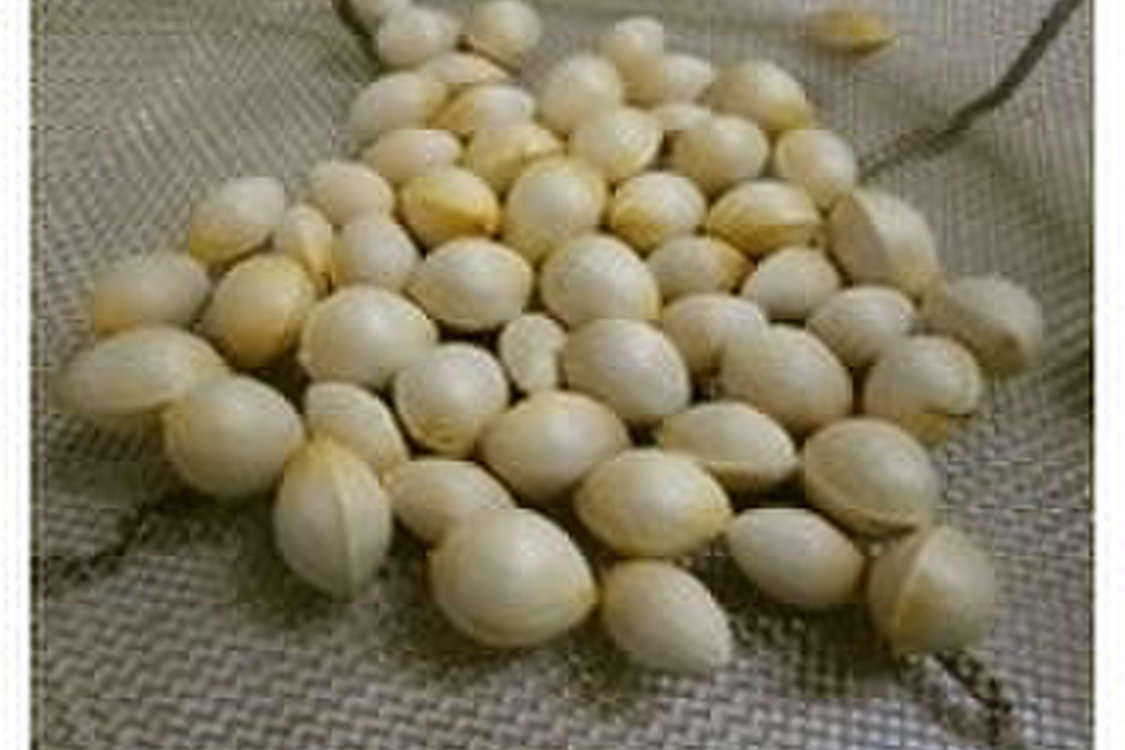 イチョウの実 銀杏 の処理の仕方 レシピ 作り方 By Marriott クックパッド 簡単おいしいみんなのレシピが379万品