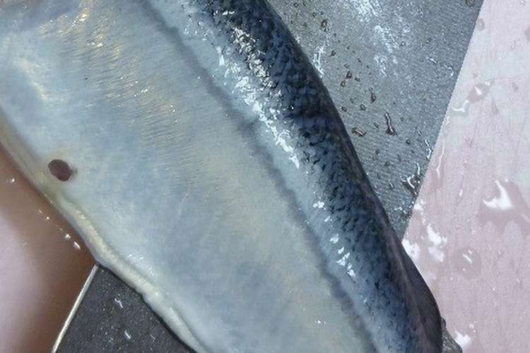 初心者向き さんまの三枚おろし レシピ 作り方 By だんどり亭 クックパッド 簡単おいしいみんなのレシピが358万品