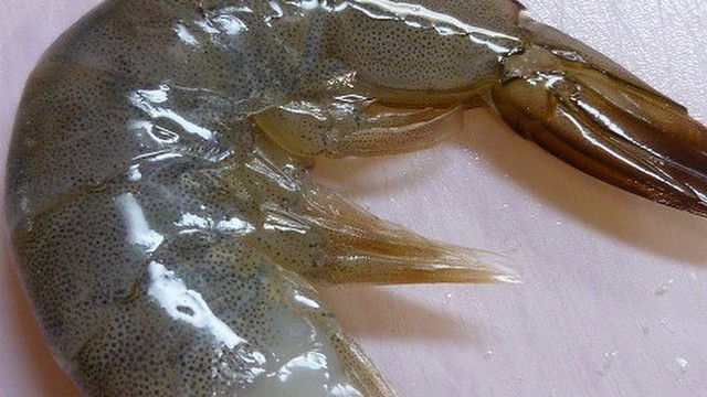 初心者向き エビの下処理 殻むき レシピ 作り方 By だんどり亭 クックパッド 簡単おいしいみんなのレシピが360万品 初心者向き エビの下処理 殻むき レシピ 作り方 By だんどり亭 クックパッド 簡単おいしいみんなのレシピが360万品