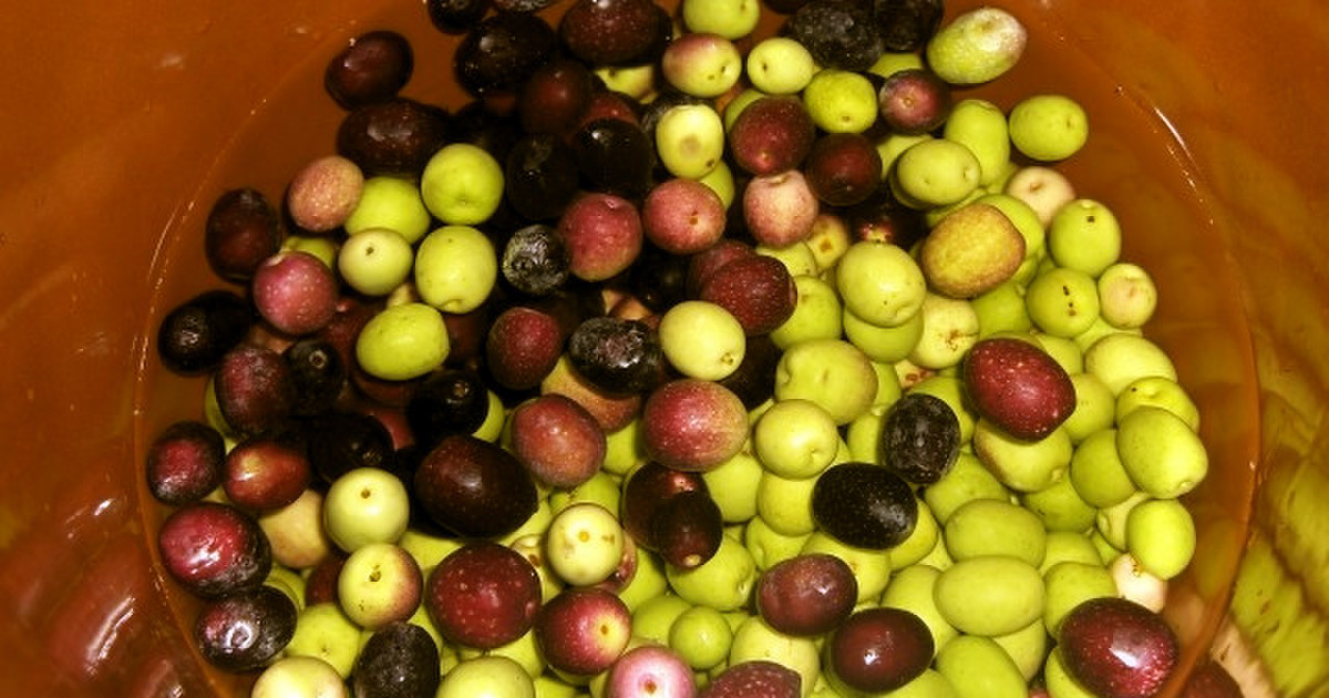 生オリーブが手に入ったら 塩漬けにしよう レシピ 作り方 By Marilin36 クックパッド 簡単おいしいみんなのレシピが365万品