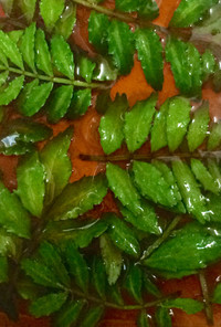 山椒の葉(木の芽)のポン酢漬け