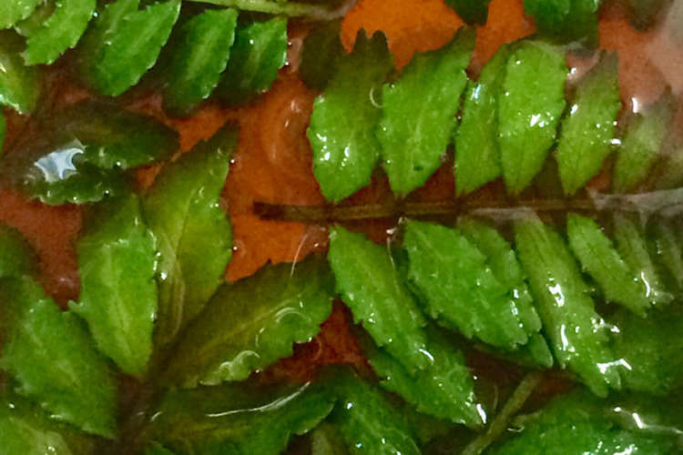 山椒の葉 木の芽 のポン酢漬け レシピ 作り方 By Aonau クックパッド