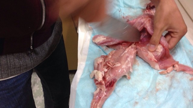 ラパン うさぎ肉 の捌き方 レシピ 作り方 By おーさかや クックパッド 簡単おいしいみんなのレシピが359万品