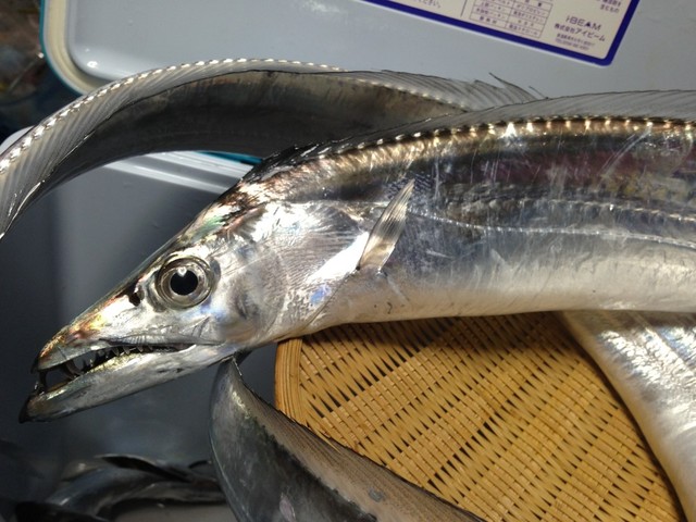 太刀魚のさばき方 煮付 ムニエル等に レシピ 作り方 By マリンブルーマリン クックパッド 簡単おいしいみんなのレシピが374万品 太刀魚のさばき方 煮付 ムニエル等に レシピ 作り方 By マリンブルーマリン クックパッド 簡単おいしいみんなのレシピが374万品