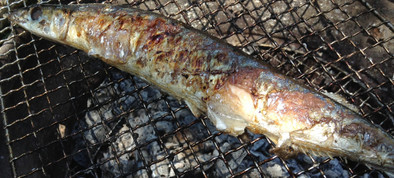 秋刀魚の炭火焼きの写真