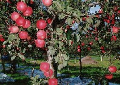 リンゴの季節になってきました！の写真