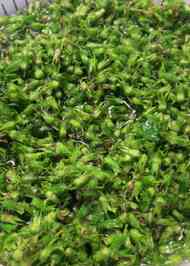 みんなが作ってる シソノ実 冷凍のレシピ クックパッド 簡単おいしいみんなのレシピが367万品