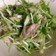 水菜と焼きサバのサラダ