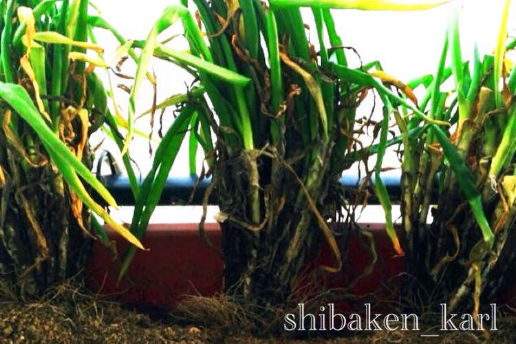 簡単ねぎの保存法 土付きねぎも長持ち レシピ 作り方 By 柴犬カール クックパッド