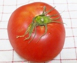 離乳食　トマトの湯むきの画像