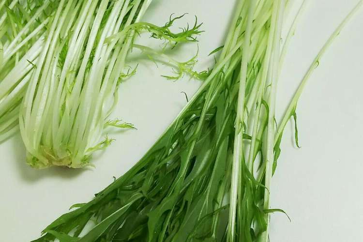 水菜が長持ち新鮮 冷蔵庫で出来る保存方法 レシピ 作り方 By Pokoぽん 彡 クックパッド 簡単おいしいみんなのレシピが359万品