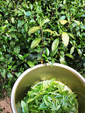 宇治茶「茶摘みから煎茶をつくる」