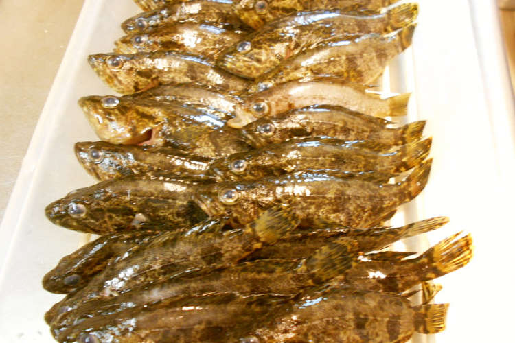 小魚 雑魚 の下処理 レシピ 作り方 By 黒鯛チヌ子 クックパッド 簡単おいしいみんなのレシピが362万品