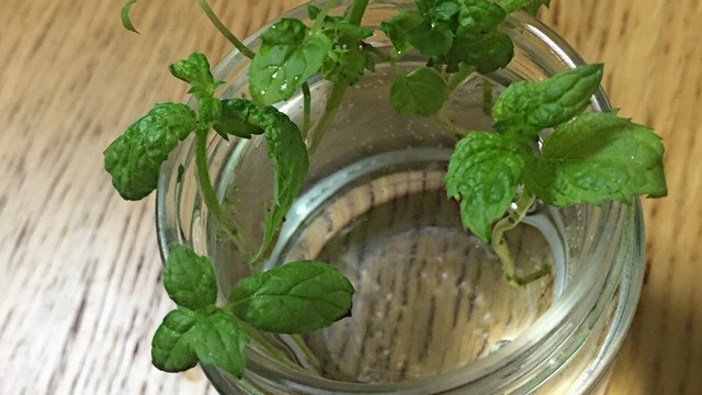 エコと食育 余ったフレッシュハーブの栽培 レシピ 作り方 By たぶんたぶん クックパッド 簡単おいしいみんなのレシピが351万品