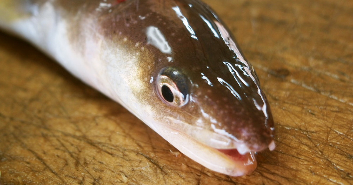 アナゴ様 ご確認用 Www Enfoqueestrategico Com