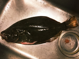 自家製 魚生ハム ヒラメ