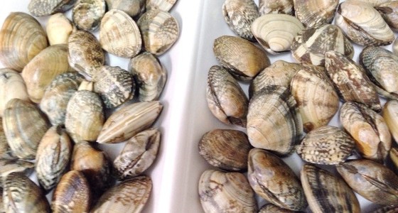 プロ直伝 あさりの砂抜きと海水の塩分濃度 レシピ 作り方 By 植野シェフ クックパッド 簡単おいしいみんなのレシピが366万品