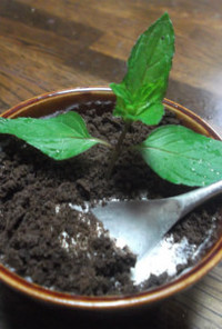 食べられるミントの鉢植え