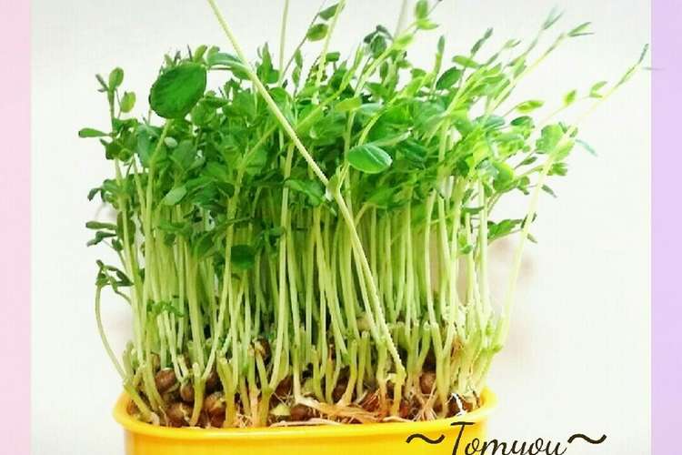 節約 切った豆苗が復活 レシピ 作り方 By みっきぃ516 クックパッド 簡単おいしいみんなのレシピが351万品