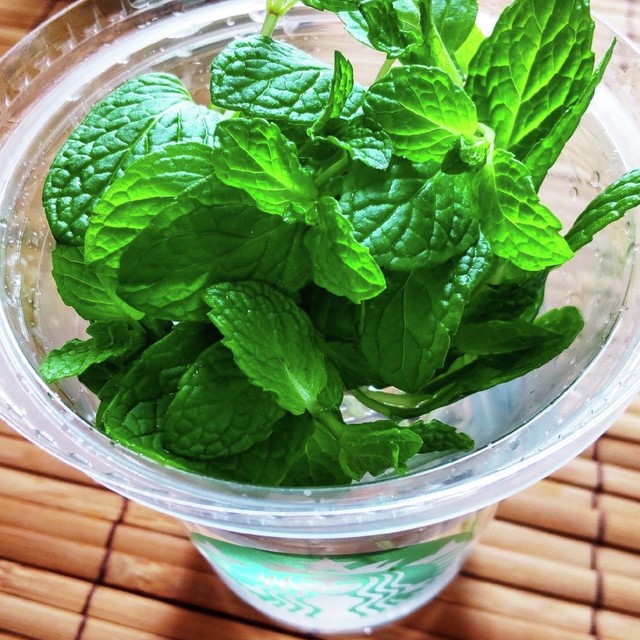 萎れかけも大丈夫 復活 新鮮ハーブの保存 レシピ 作り方 By Pokoぽん 彡 クックパッド 簡単おいしいみんなのレシピが357万品