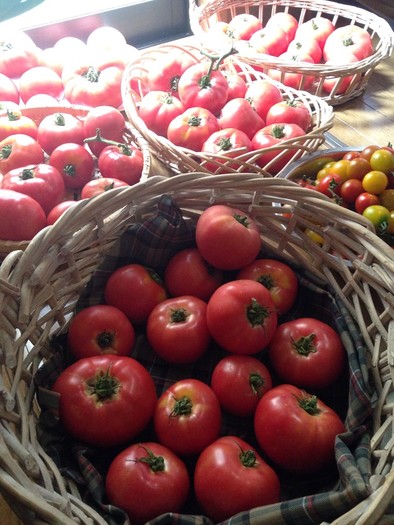 大量トマトの保存にの写真
