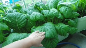 小松菜やほうれん草など葉物の保存方法