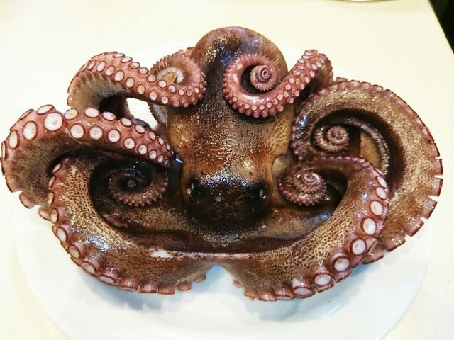生タコの茹で方 楽々 下処理 レシピ 作り方 By みかんるい クックパッド 簡単おいしいみんなのレシピが353万品 生タコの茹で方 楽々 下処理 レシピ 作り方 By みかんるい クックパッド 簡単おいしいみんなのレシピが353万品