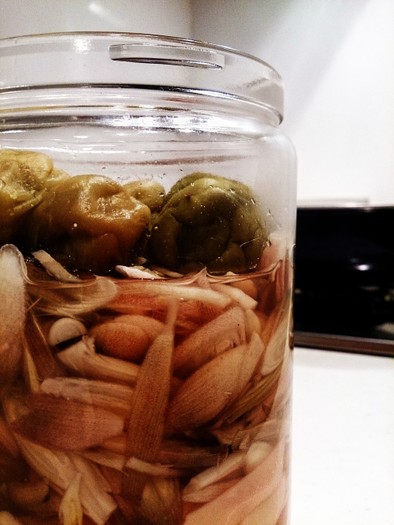 新生姜とみょうがの梅酢漬けの写真
