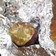 五朗島金時でスイートポテトの様な焼き芋