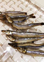 みんなが作ってる きびなご一夜干しのレシピ クックパッド 簡単おいしいみんなのレシピが356万品