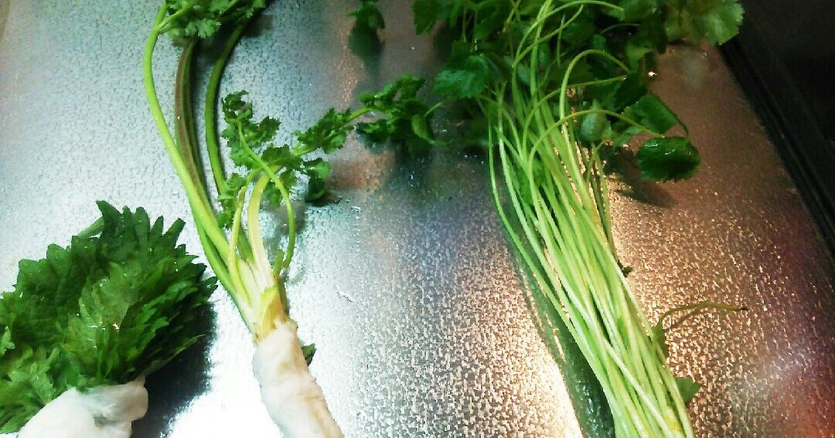 野菜の保存(葉菜類)大葉、三つ葉、香菜 by とりいと 【クックパッド】 簡単おいしいみんなのレシピが356万品
