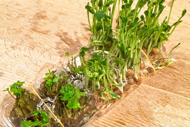 和美食 卵パックで水耕栽培 豆苗 三つ葉 レシピ 作り方 By 和美食 林檎ママ クックパッド