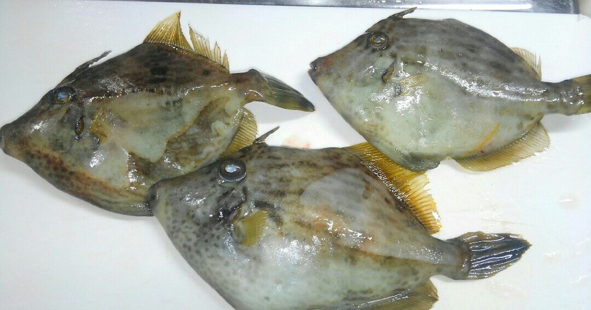 カワハギの捌き方二種 備忘録 レシピ 作り方 By かわはぎ クックパッド 簡単おいしいみんなのレシピが353万品