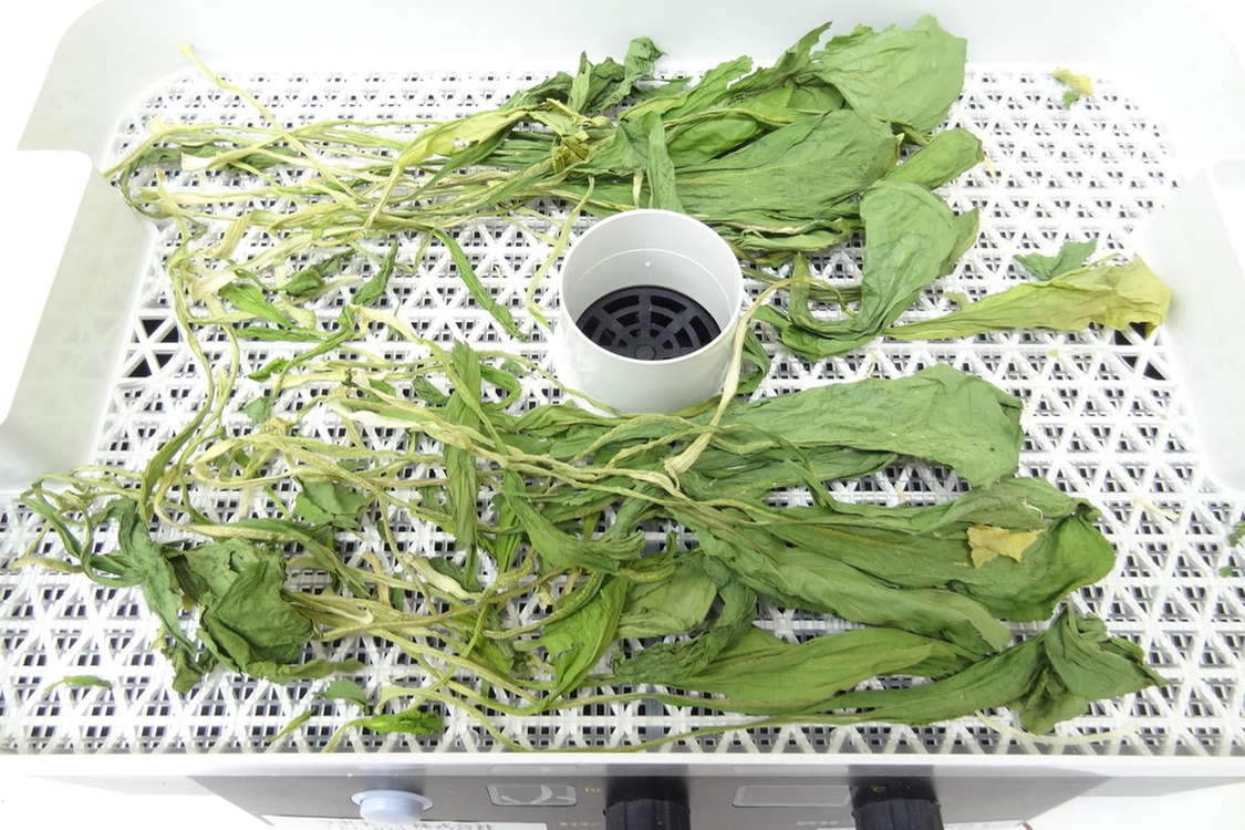 食品野菜乾燥機で干し小松菜 レシピ・作り方 by ラボネクト 【クックパッド】 簡単おいしいみんなのレシピが384万品