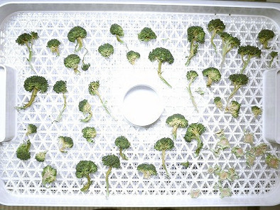 野菜乾燥機で作る干しブロッコリーの写真