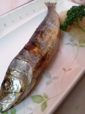 鰯は弱い魚なんかじゃないよ!