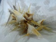 小アジのカマ唐揚げの写真