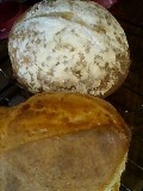 天然酵母のふつうのパン