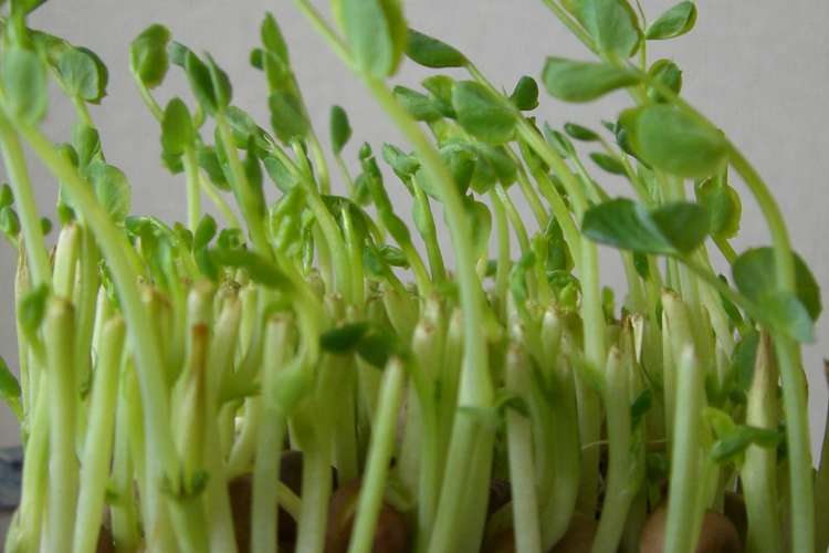 豆苗 とうみょう の栽培 ぷちレシピ付き レシピ 作り方 By えいとさん クックパッド 簡単おいしいみんなのレシピが375万品