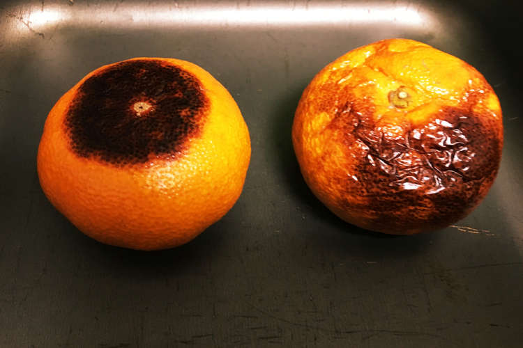 美容にいい焼きみかん レシピ 作り方 By えむ猫ちゃん クックパッド