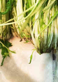 保存 水菜