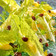 ロメインレタスと水菜のトロピカルサラダ