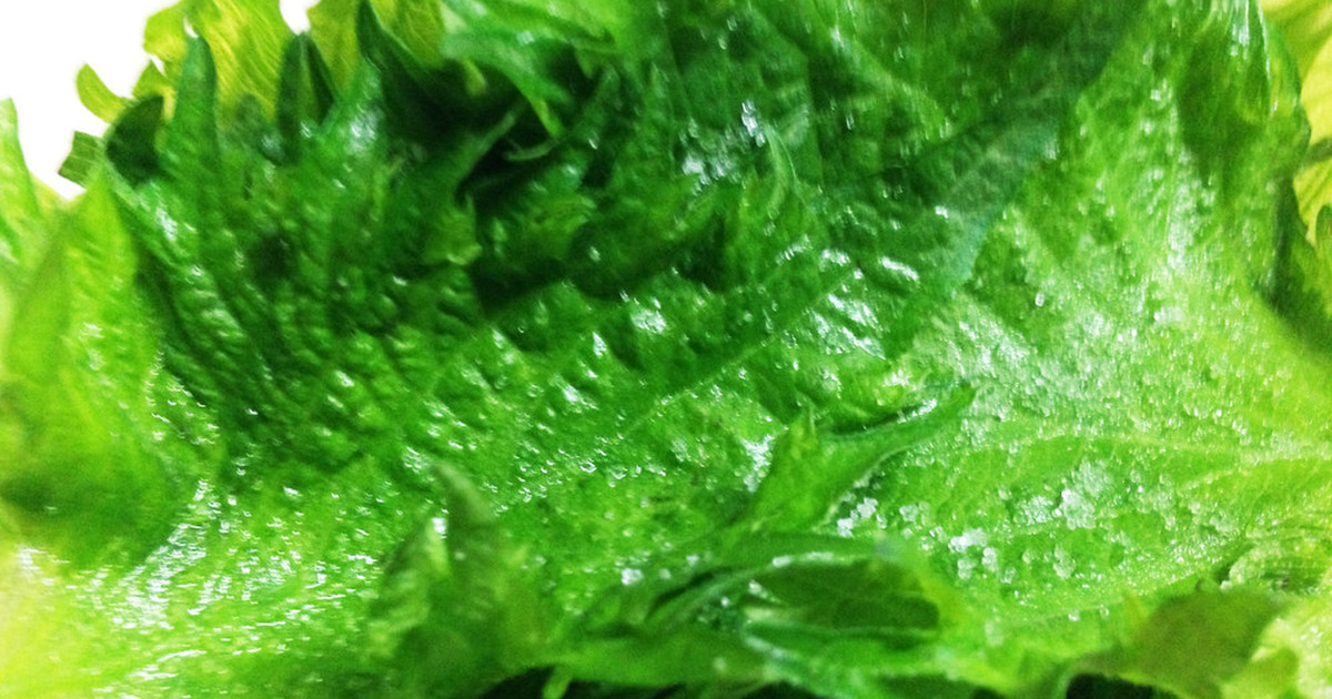 大葉の大量消費保存に 塩漬け レシピ 作り方 By やちゅぴちゅ クックパッド 簡単おいしいみんなのレシピが352万品