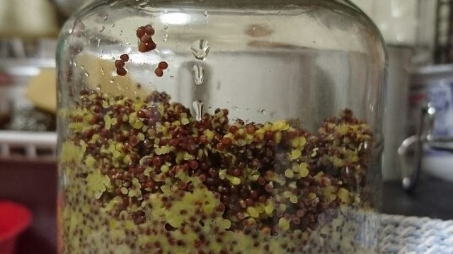 河原のからし菜から手作り粒マスタード レシピ 作り方 By くみこ Gopan クックパッド 簡単おいしいみんなのレシピが354万品